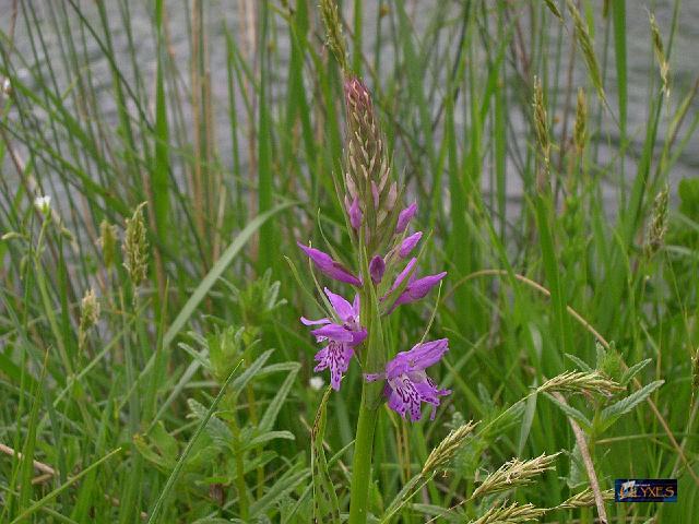 dactylorhiza maculata.JPG